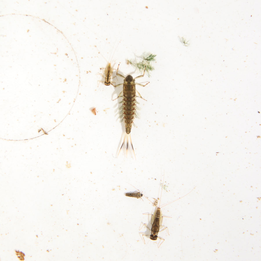 Accord-Macroinvertebrates