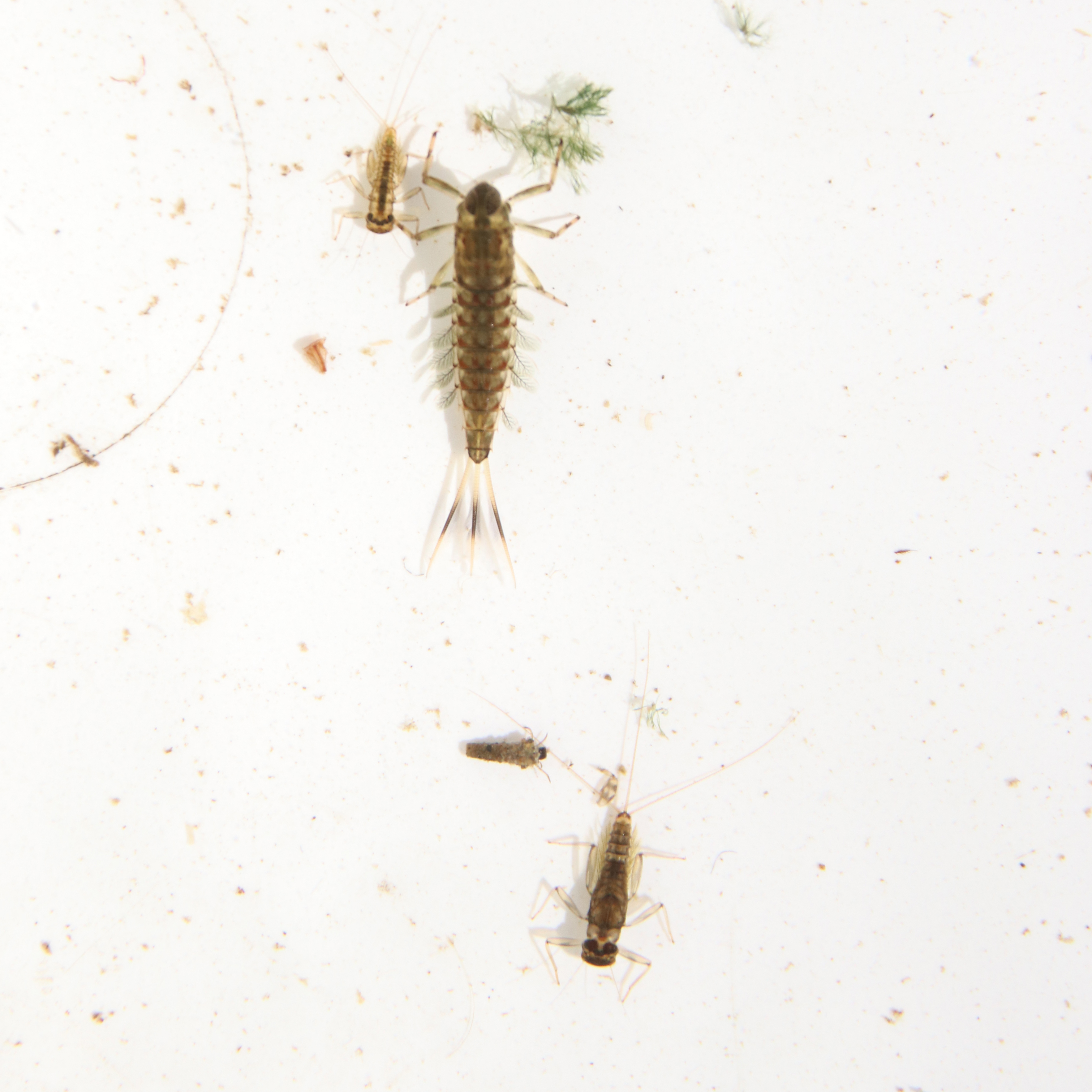 Macroinvertebrates