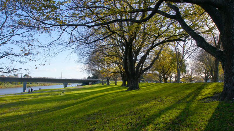 A sunny day at Hardie Street Reserve, Palmerston North