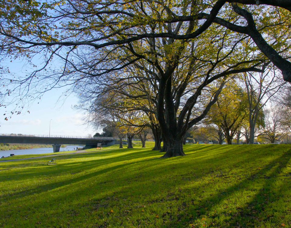 A sunny day at Hardie Street Reserve, Palmerston North