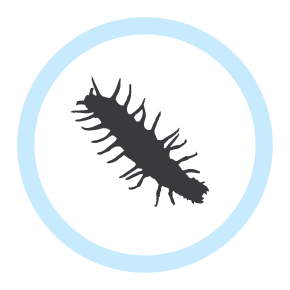 dobsonfly