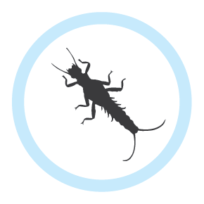 stonefly