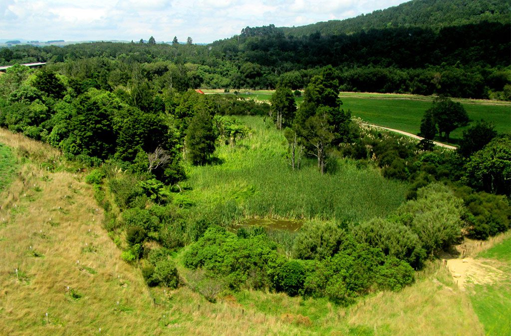 Spotlight on the Ferry Reserve Wetland