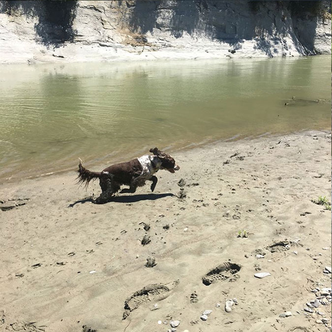 Dog running at swim spot