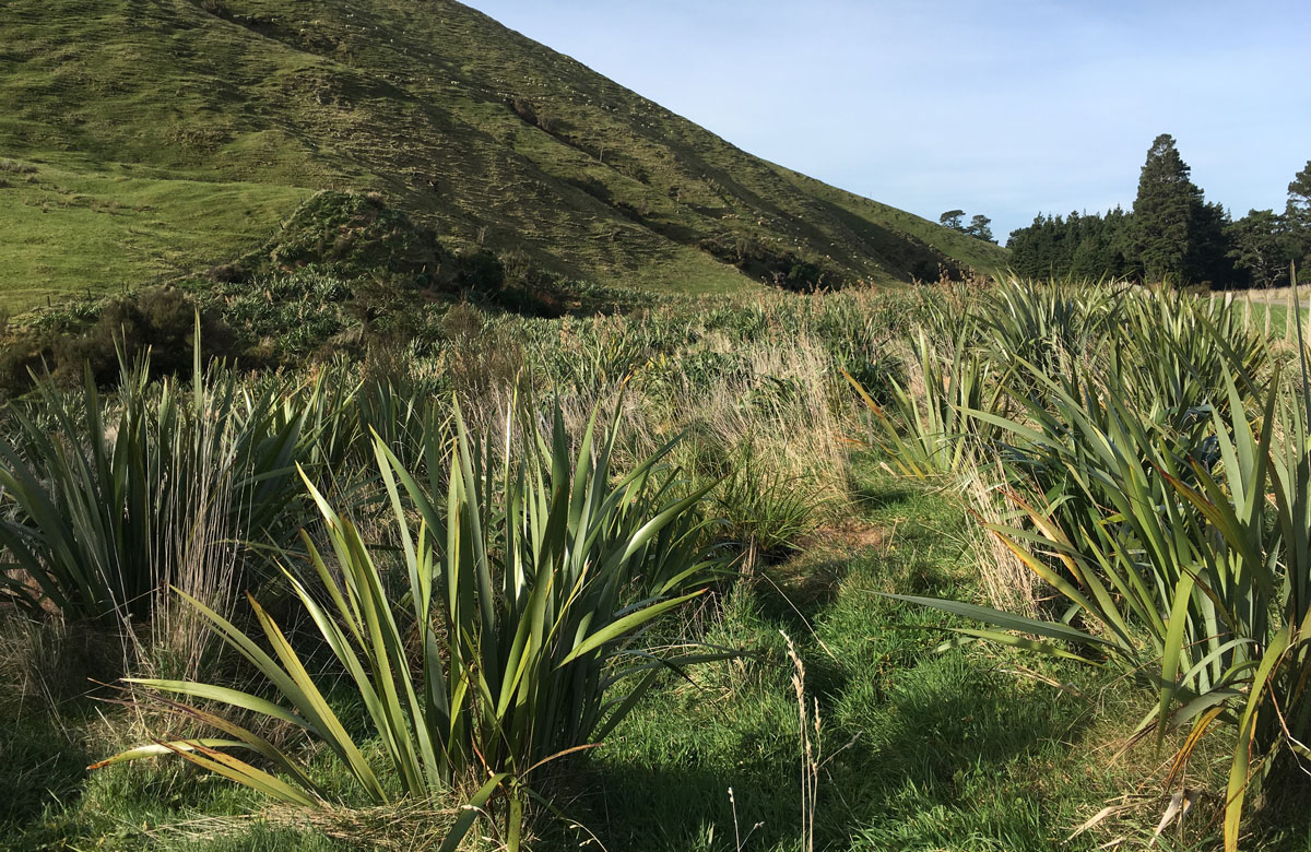 Photo of planting at Ngāmoko | Norsewood near the source of the Manawatū River